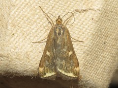 Loxostege munroealis