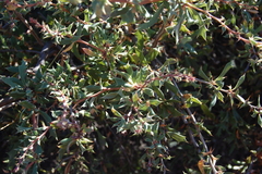 Berberis chilensis