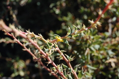 Berberis chilensis