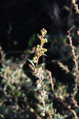 Berberis chilensis