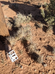 Tephrocactus alexanderi