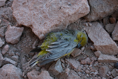 Sicalis uropygialis