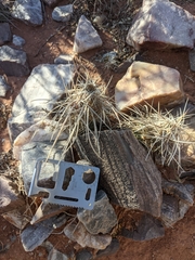 Tephrocactus alexanderi