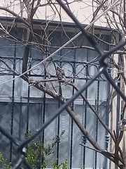 Toxostoma curvirostre