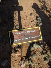 Tephrocactus alexanderi