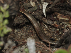 Chalcides viridanus
