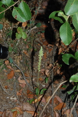 Brachystele unilateralis