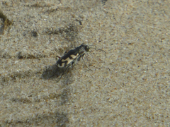 Cicindela latesignata