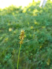 Carex praecox