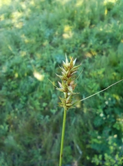 Carex praecox