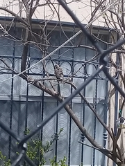 Toxostoma curvirostre