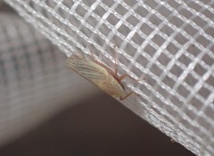 Draeculacephala savannahae