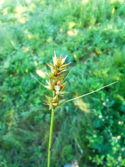 Carex praecox