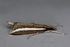 Carectocultus perstrialis