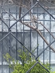 Toxostoma curvirostre