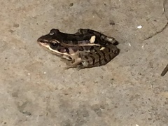 Lithobates palustris