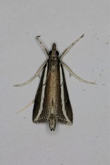 Carectocultus perstrialis