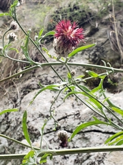 Centaurea calocephala