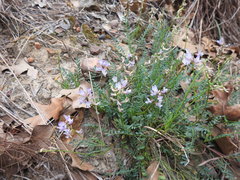 Astragalus distortus