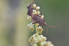Coreus marginatus