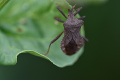 Coreus marginatus