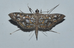 Nausinoe geometralis