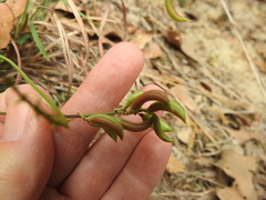 Astragalus distortus