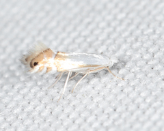 Phyllonorycter quercialbella