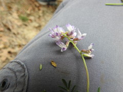 Astragalus distortus