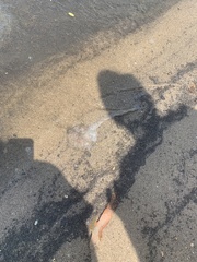 Chrysaora chesapeakei