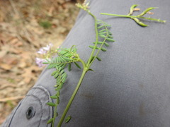 Astragalus distortus