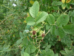 Rosa dimorpha