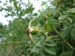 Rosa dimorpha