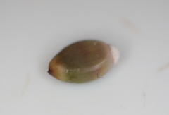 Callirhytis glandulus