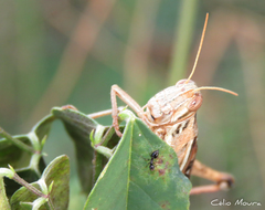 Schistocerca cancellata