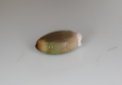 Callirhytis glandulus