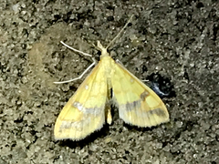 Choristostigma plumbosignalis