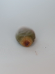 Callirhytis glandulus