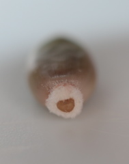 Callirhytis glandulus