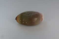 Callirhytis glandulus