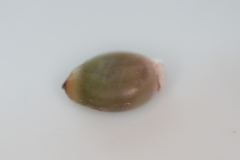 Callirhytis glandulus