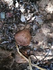 Hydnora africana