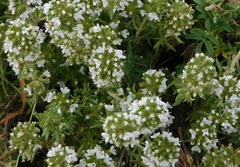 Thymus serpylloides