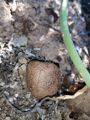 Hydnora africana