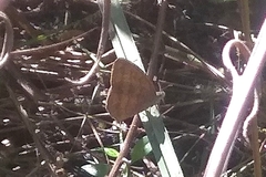 Euptychiina