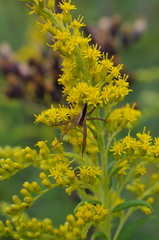 Pisaurina brevipes
