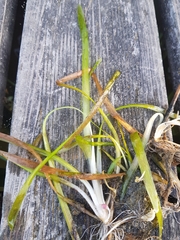 Vallisneria spiralis