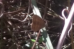 Euptychiina