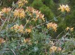 Lonicera splendida