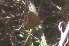Euptychiina